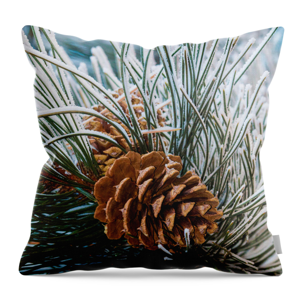 Christmas Throw Pillow featuring the photograph Snowy Pine Cones #1 by Dawn Key