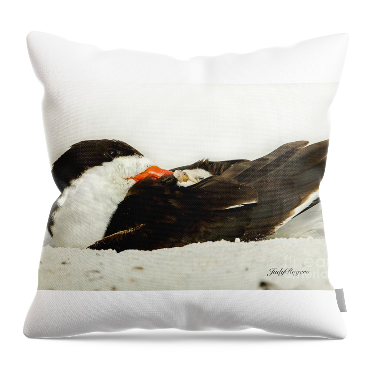 Black Skimmer Throw Pillow featuring the photograph Snug as a Bug #1 by Judy Rogero
