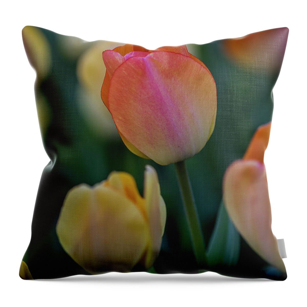 Bloom Throw Pillow featuring the photograph Spring Tulip #1 by Ron Pate
