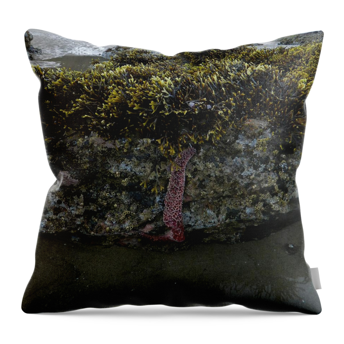 Starfish Throw Pillow featuring the photograph Starfish Survival #1 by Gallery Of Hope 