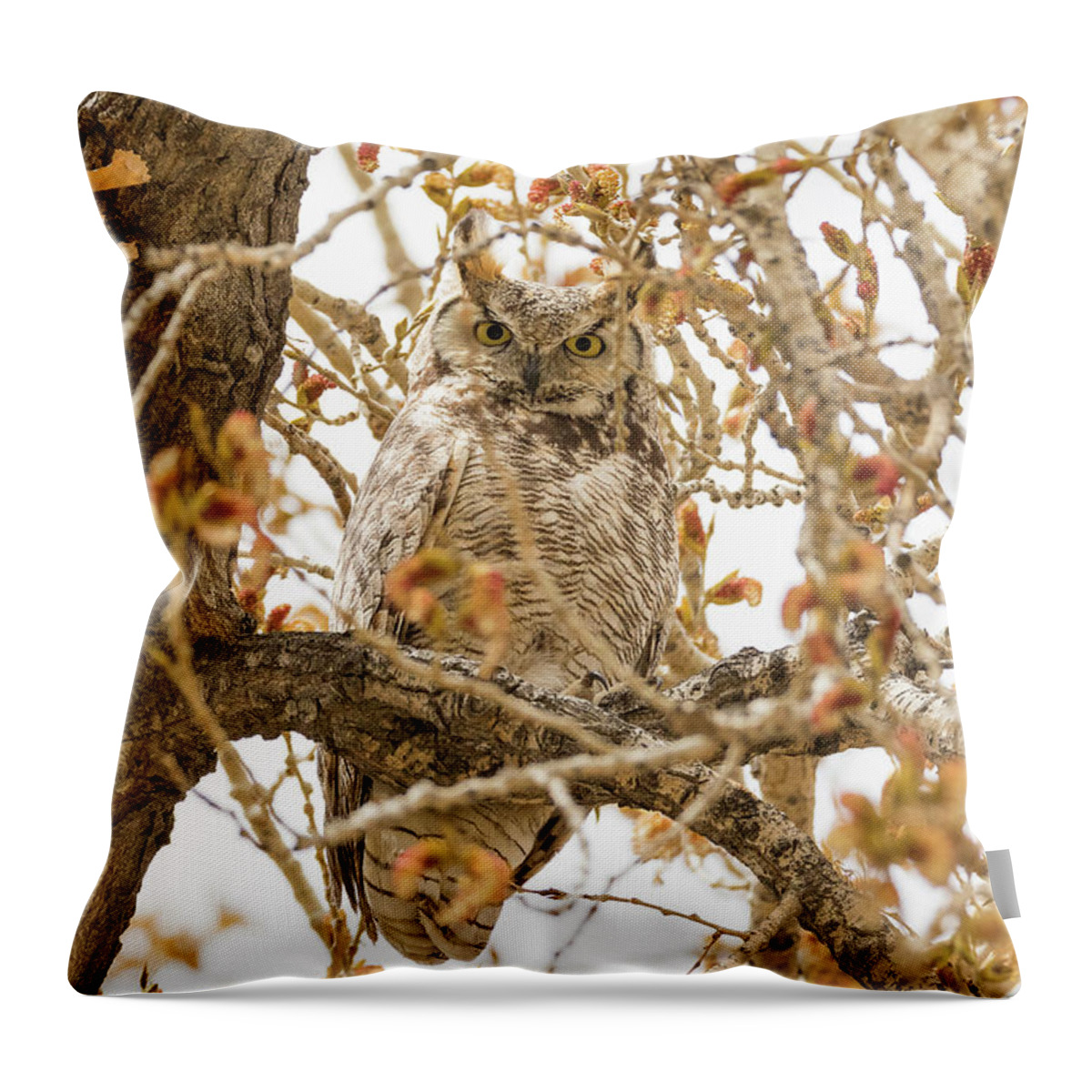Owl Throw Pillow featuring the photograph Staring Great Horned Owl #1 by Tony Hake
