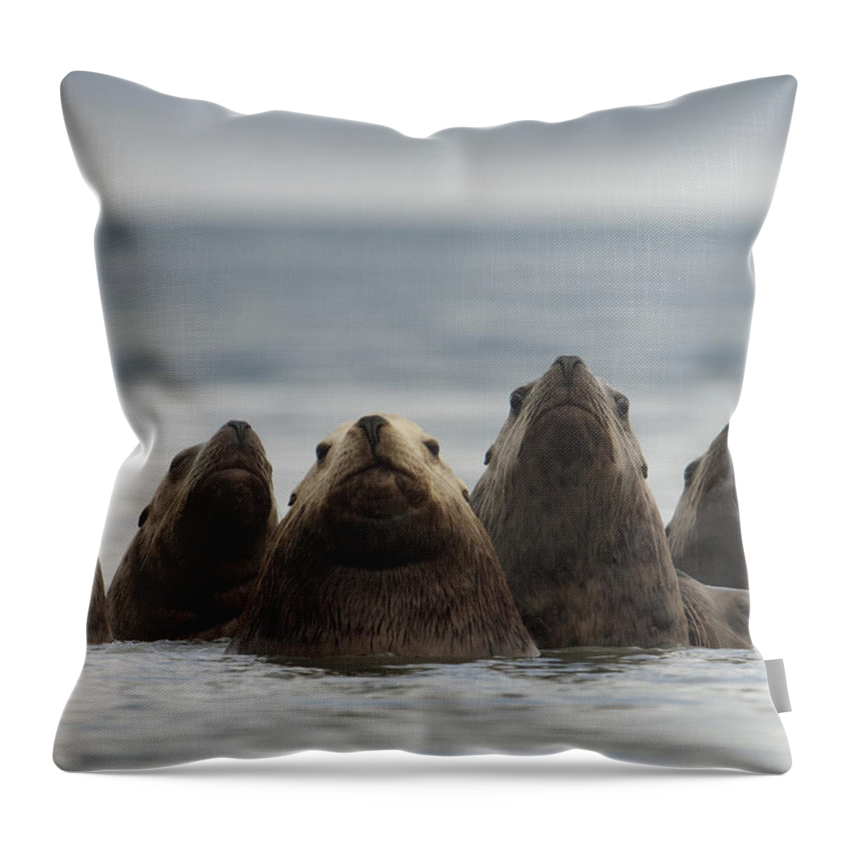Mp Throw Pillow featuring the photograph Stellers Sea Lion Eumetopias Jubatus #1 by Michael Quinton