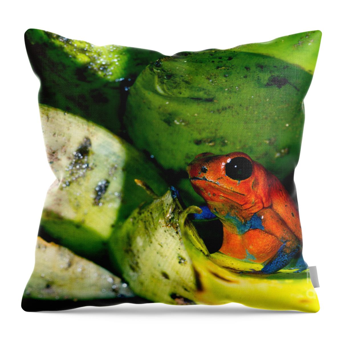 Strawberry Poison Frog Throw Pillow featuring the photograph Strawberry Poison Dart Frog #1 by Dant Fenolio