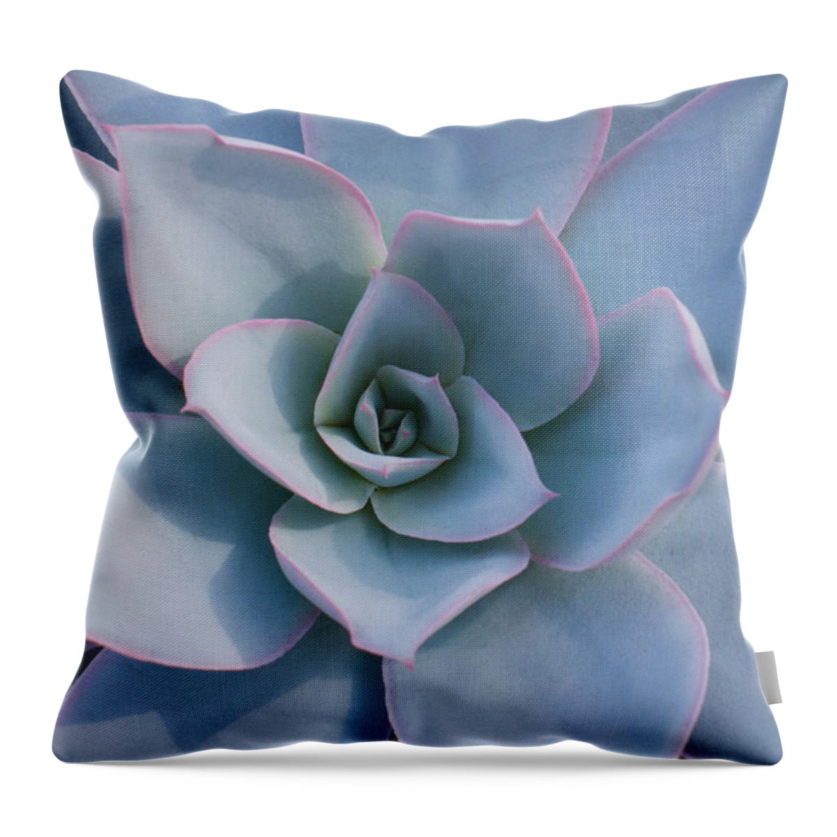Succulent Throw Pillow featuring the photograph Succulent Beauty #1 by Catherine Lau