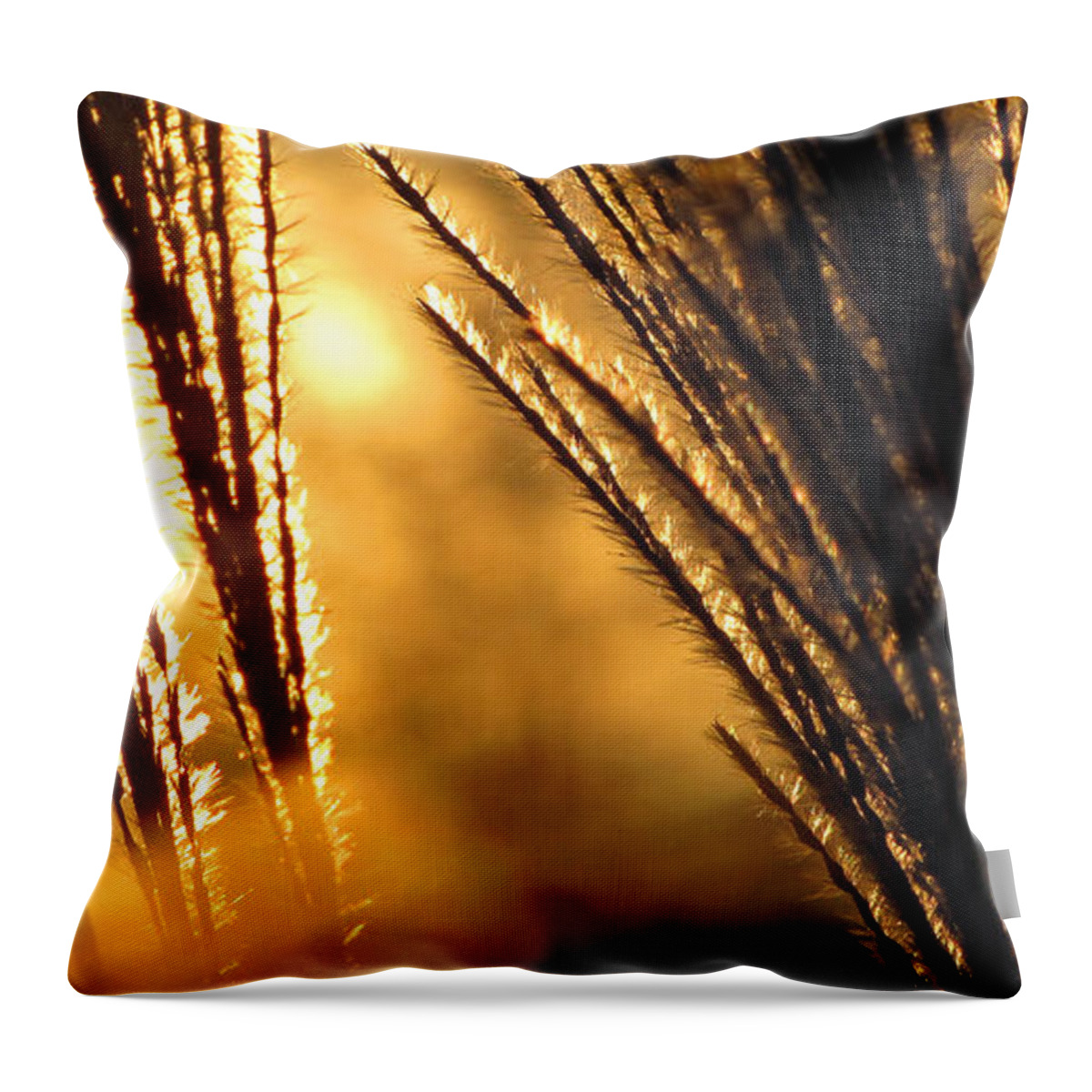 Panoramic Throw Pillow featuring the photograph Sun Grass Wind #1 by Amy Tyler