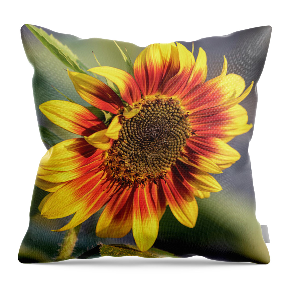 Sunflower Throw Pillow featuring the photograph Sunflower 2018-1 #1 by Thomas Young