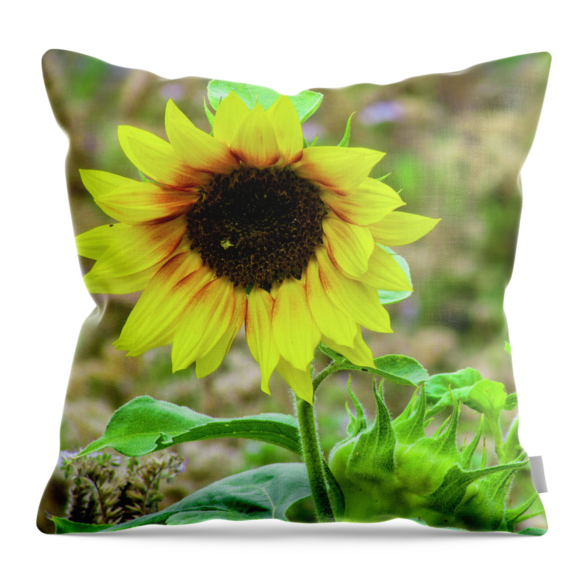 Flower Throw Pillow featuring the photograph Sunflowers #1 by Cesar Vieira