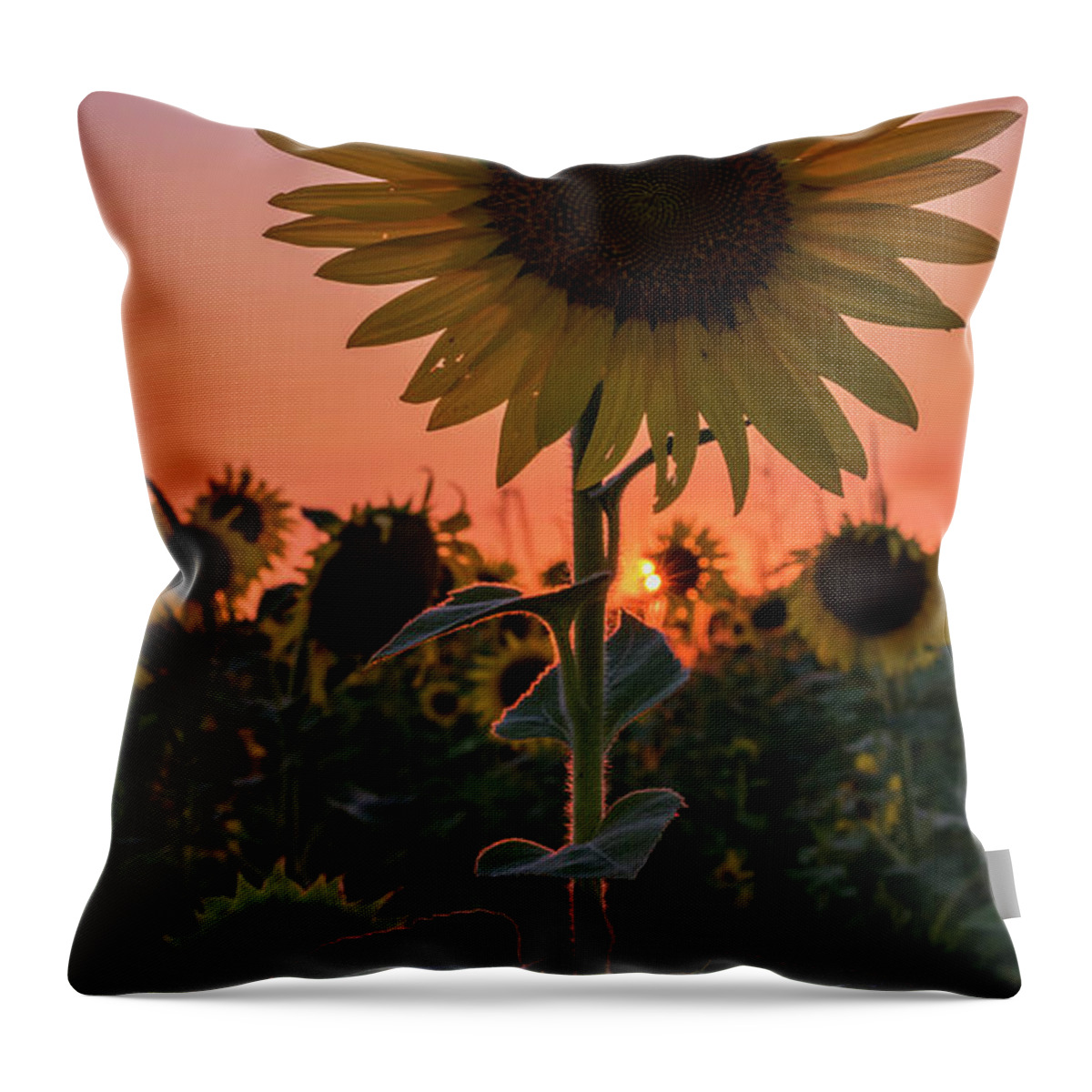 Sunset Throw Pillow featuring the photograph Sunset #1 by Holly Ross