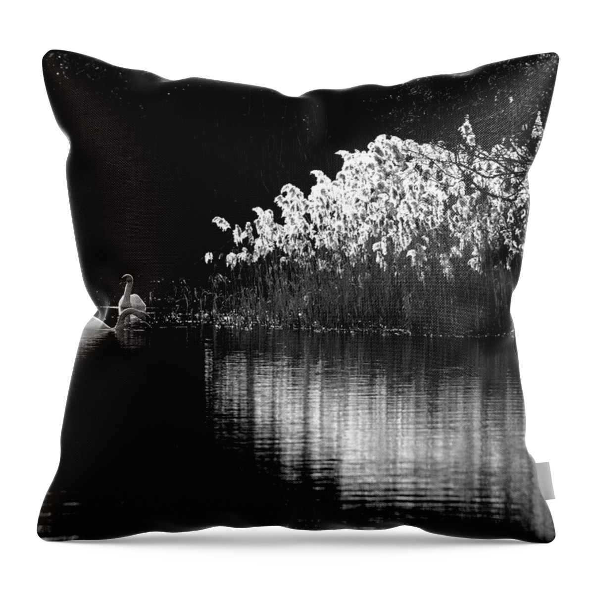 Swans Reeds Monochrome Throw Pillow featuring the photograph Swans and reeds #1 by Ian Sanders