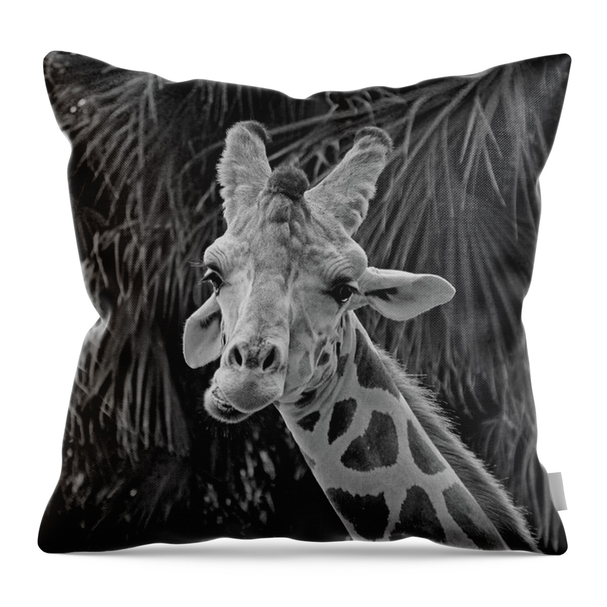 Giraffe Throw Pillow featuring the photograph Take to the Sky #1 by Michiale Schneider