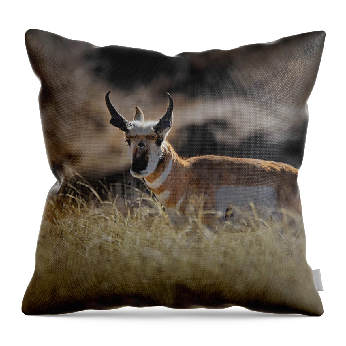 Antelope Throw Pillow featuring the photograph The Antelope #1 by Ernest Echols
