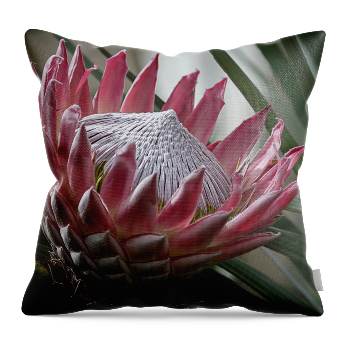 Protea Throw Pillow featuring the photograph The King of Proteas #1 by Shirley Mitchell