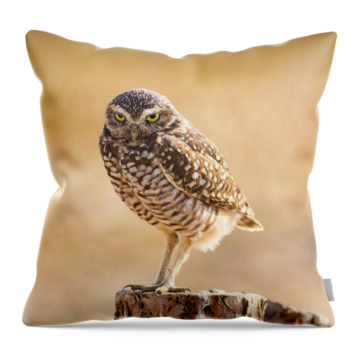 The Look Throw Pillow featuring the photograph The Look by Lynn Hopwood