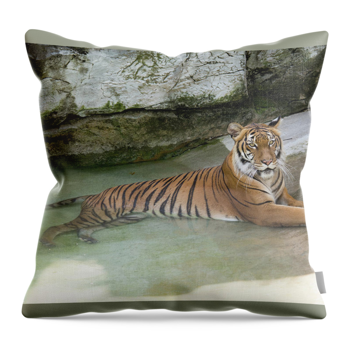 Tiger Throw Pillow featuring the photograph Tiger #1 by John Black
