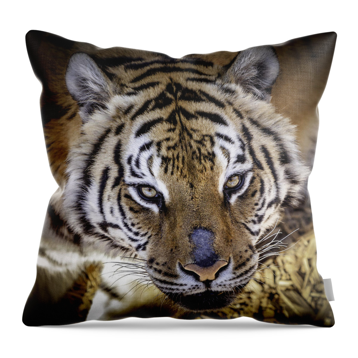 Wild Animal Sanctuary Throw Pillow featuring the photograph Tiger Stare Down #1 by Jason Moynihan