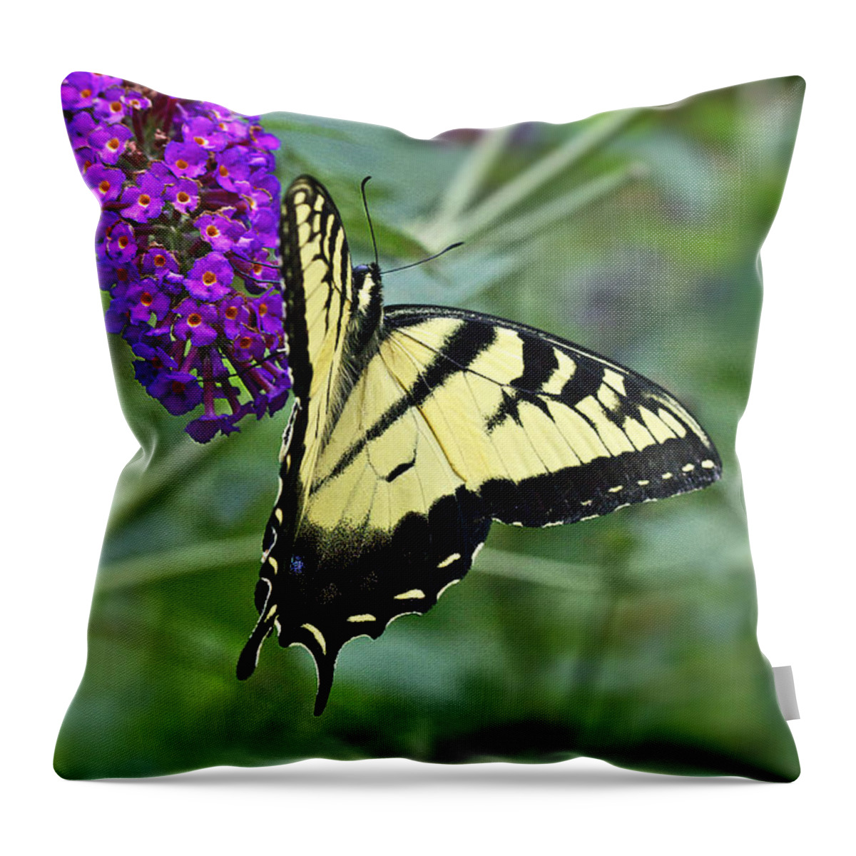 Black Throw Pillow featuring the photograph Tiger Swallowtail Butterfly - Papilio glaucus #1 by Carol Senske