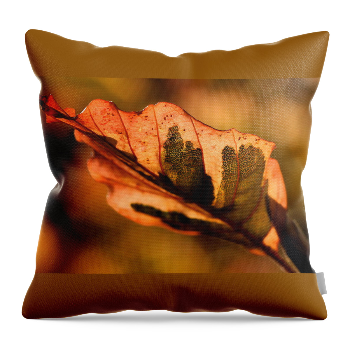 Fall Throw Pillow featuring the photograph Tri-Color Beech in Autumn #1 by Angela Rath