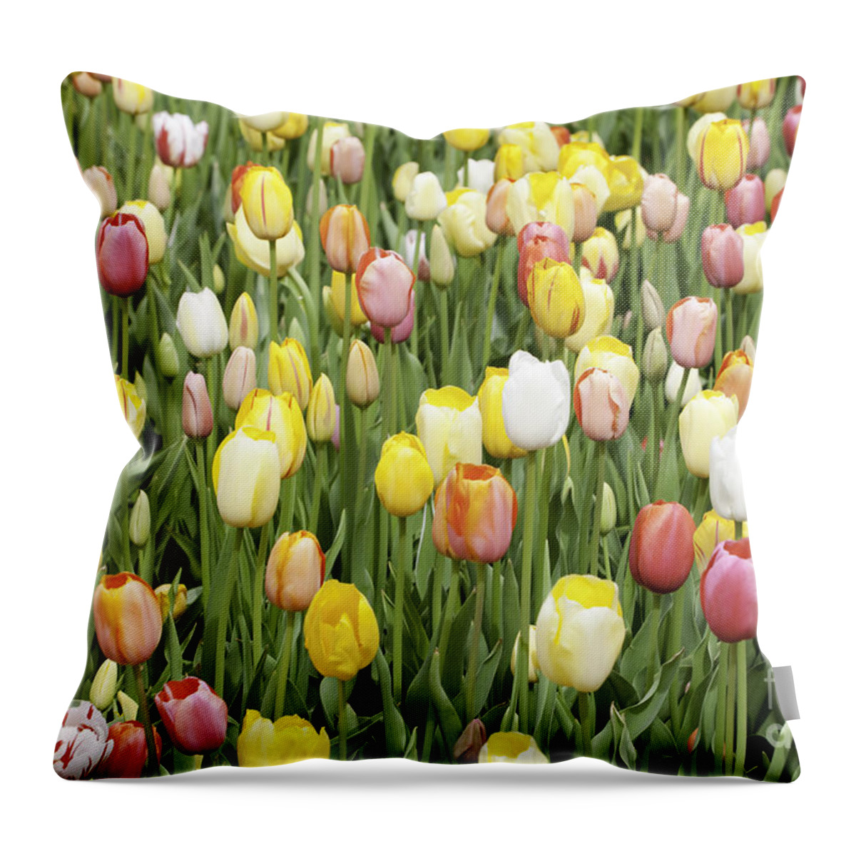 Garden Throw Pillow featuring the photograph Tulip Garden #1 by Anthony Totah