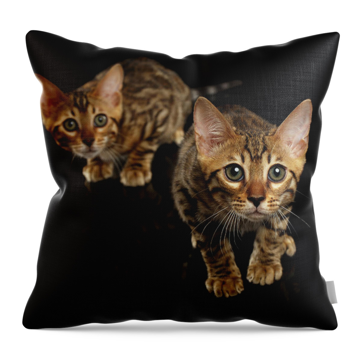 Cat Throw Pillow featuring the photograph Two Bengal Kitty Looking in Camera on Black #2 by Sergey Taran