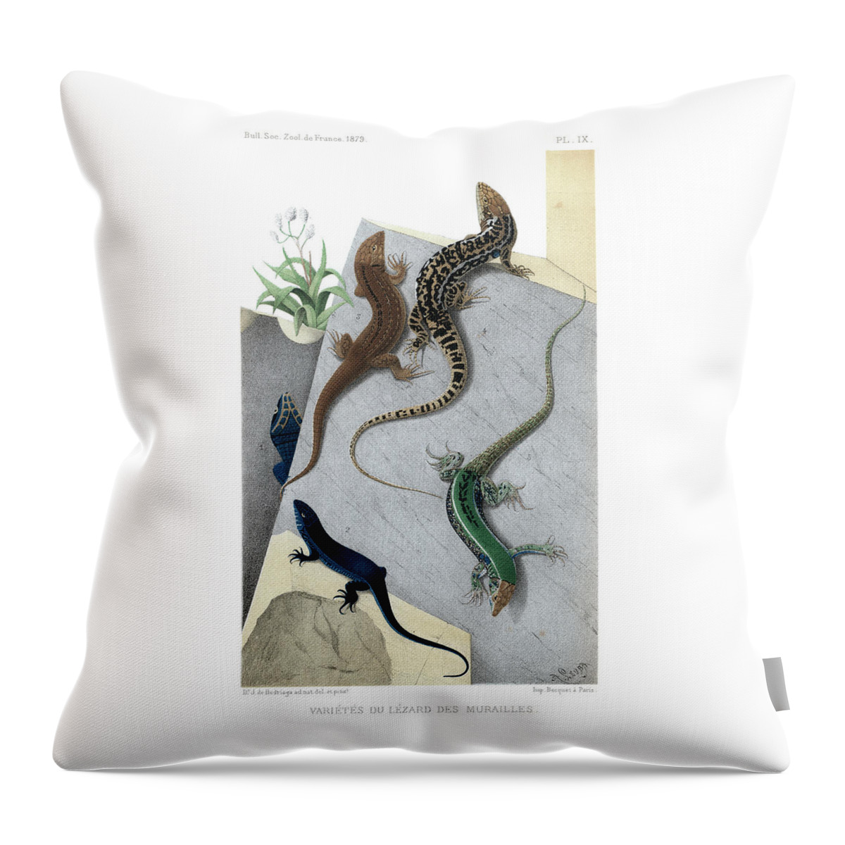 Podarcis Muralis Throw Pillow featuring the drawing Varieties of wall Lizard #2 by Jacques von Bedriaga