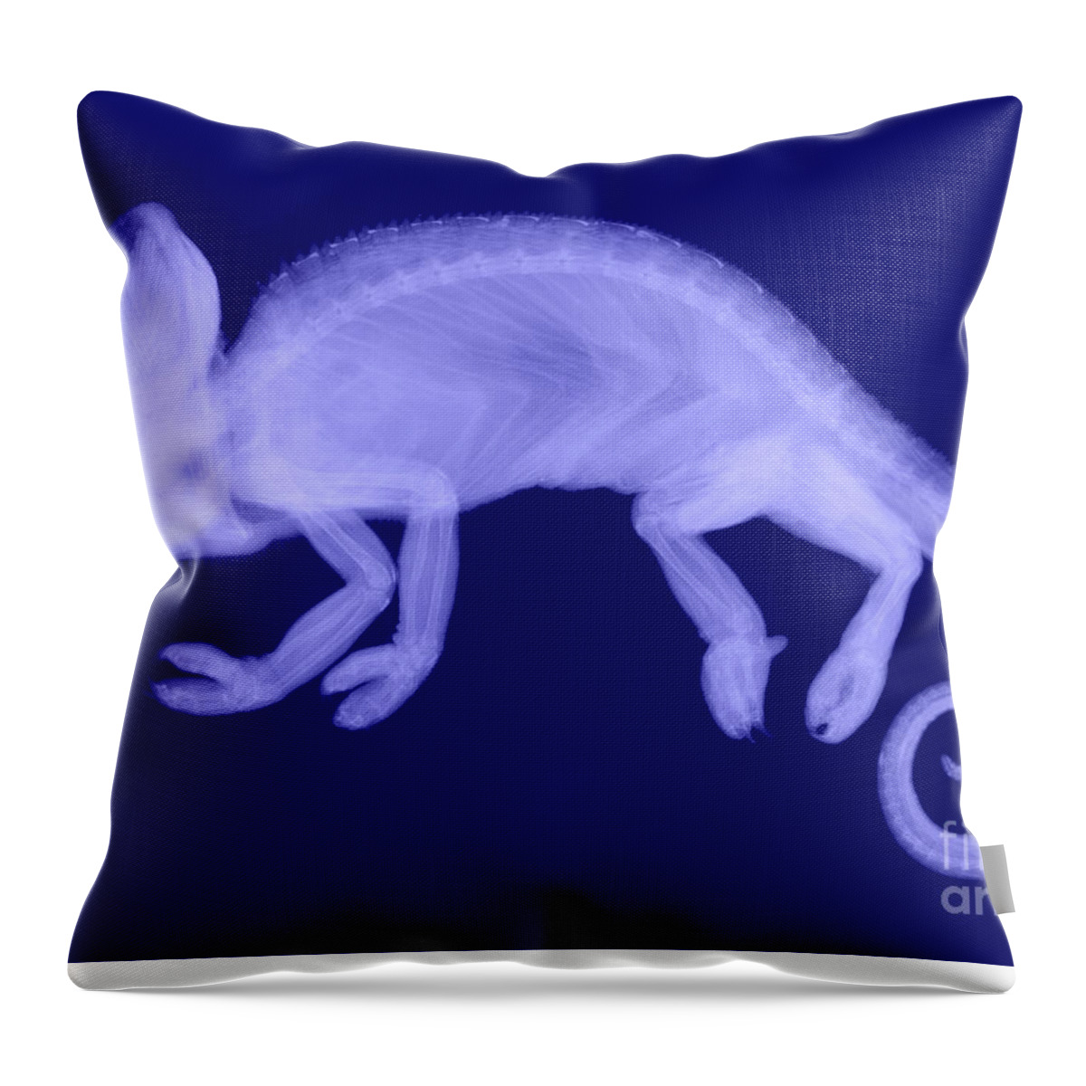 Reptile Throw Pillow featuring the photograph Veiled Chameleon X-ray #4 by Ted Kinsman