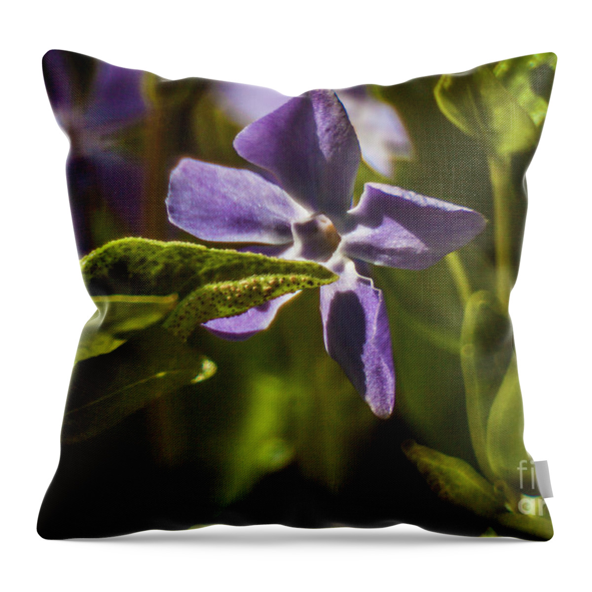 Black Pearl Chilli Flower Throw Pillow featuring the photograph Violet Flower #1 by Doc Braham