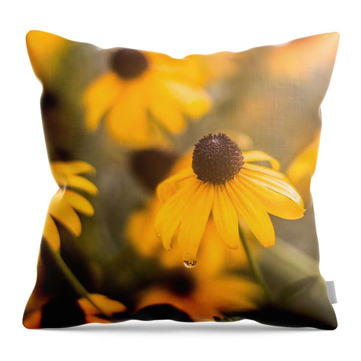 Black Eyed Susan Throw Pillow featuring the photograph Warm Light #2 by Parker Cunningham