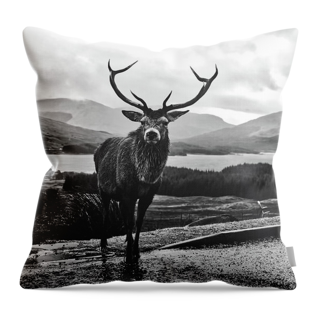 Stag Throw Pillow featuring the photograph Wet Stag - Scotland #1 by Mountain Dreams