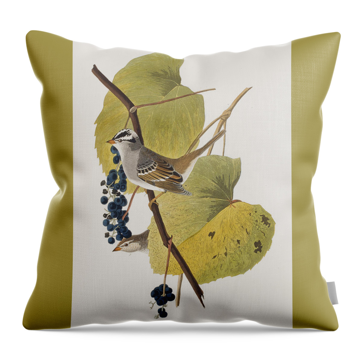 Audubon Throw Pillow featuring the painting White-crowned Sparrow by John James Audubon