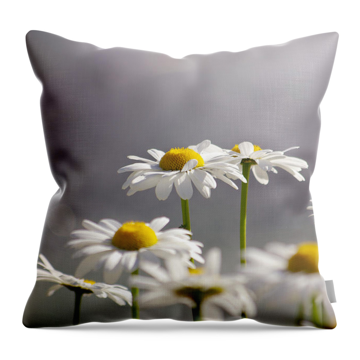 Agriculture Throw Pillow featuring the photograph White Daisies #1 by Carlos Caetano