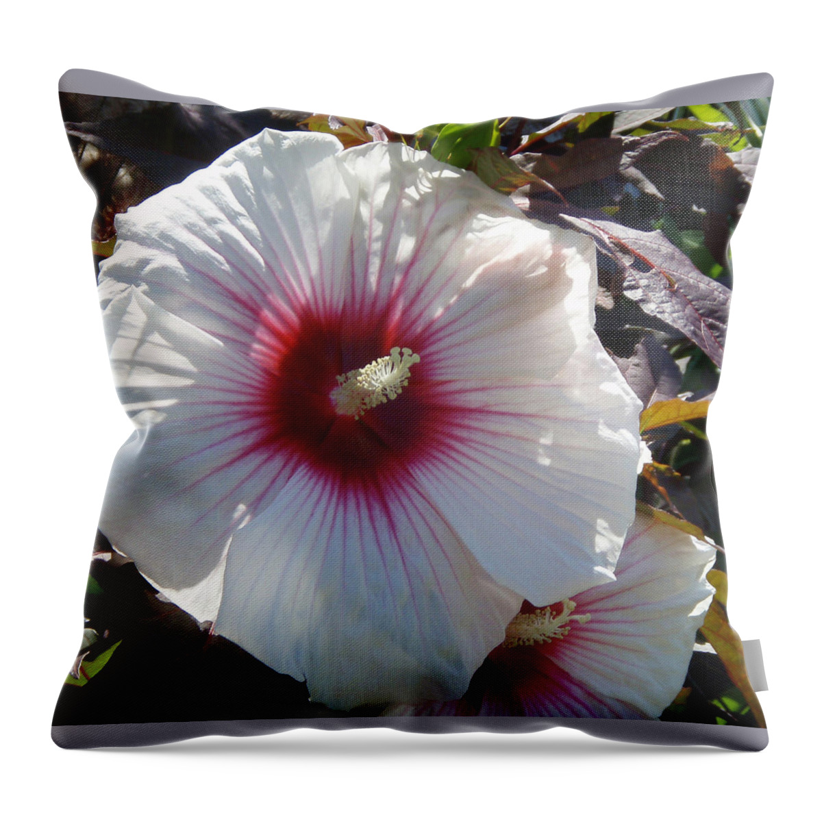 Hibiscus Throw Pillow featuring the photograph White Hibiscus #2 by Debra Martelli