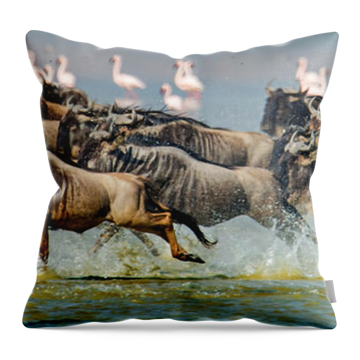 Photography Throw Pillow featuring the photograph Wildebeests Connochaetes Taurinus #1 by Panoramic Images