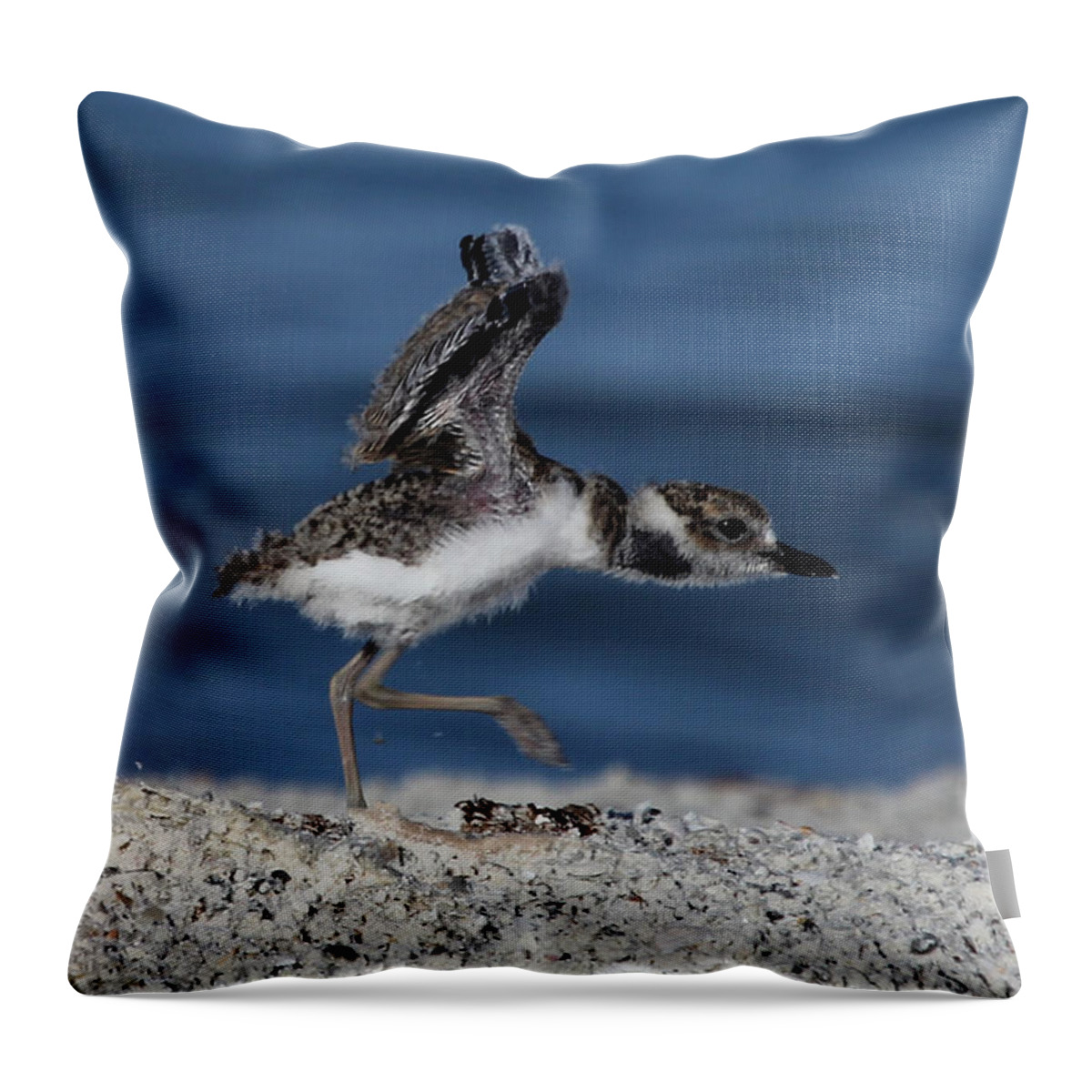 Wilson's Plover Throw Pillow featuring the photograph Wilson's Plover #1 by Meg Rousher