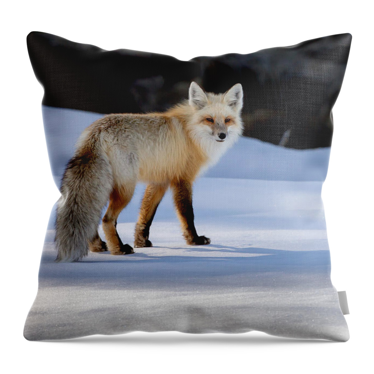 Fox Throw Pillow featuring the photograph Winter Fox #1 by Jack Bell