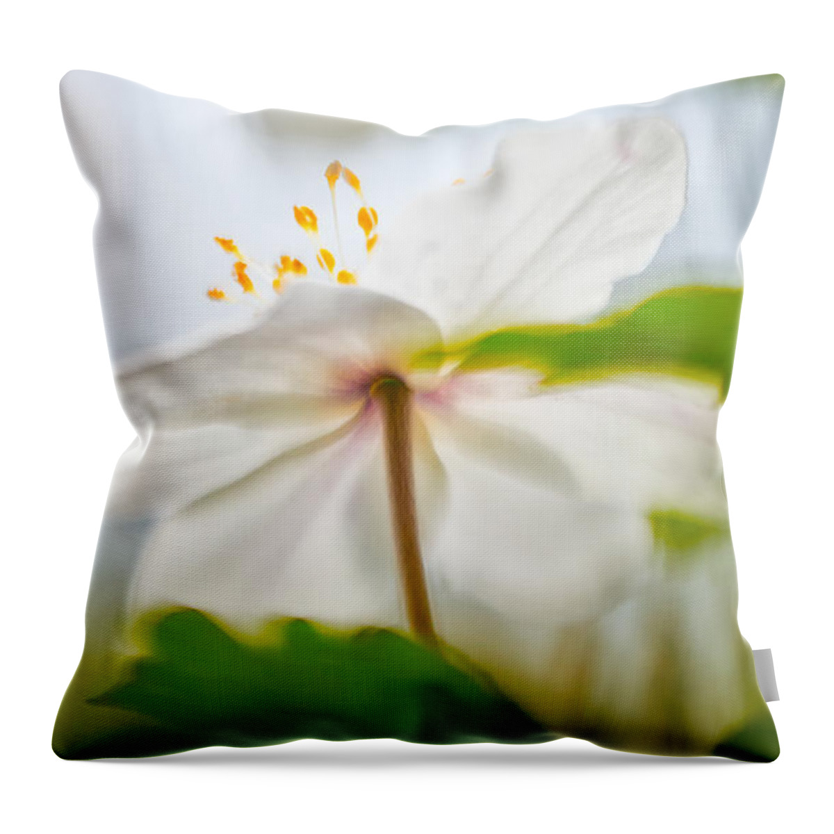 Abstract Throw Pillow featuring the photograph Wood anemone spring wild flower abstract #1 by Dirk Ercken