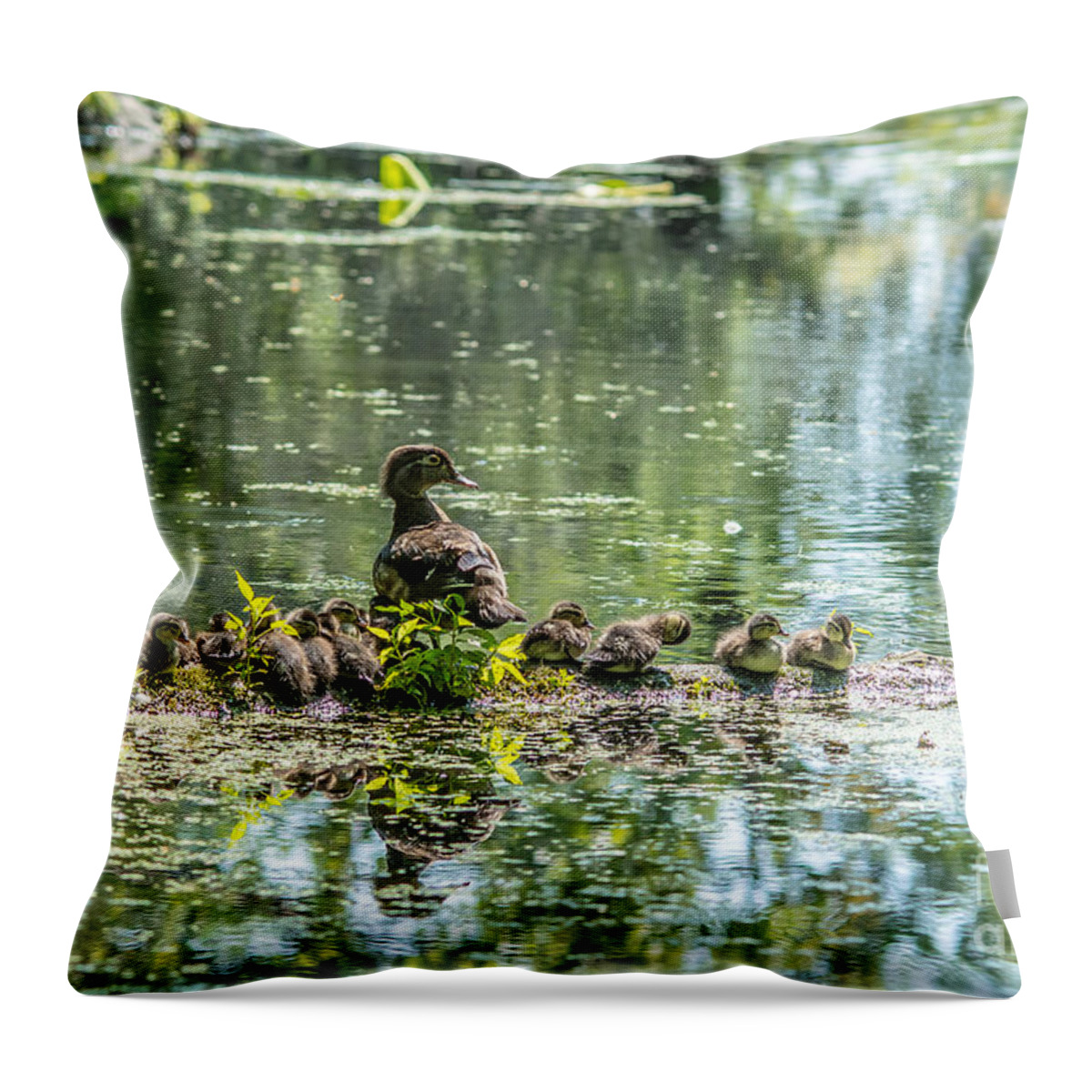 Wood Duck Throw Pillow featuring the photograph Wood Duck Family #1 by Cheryl Baxter