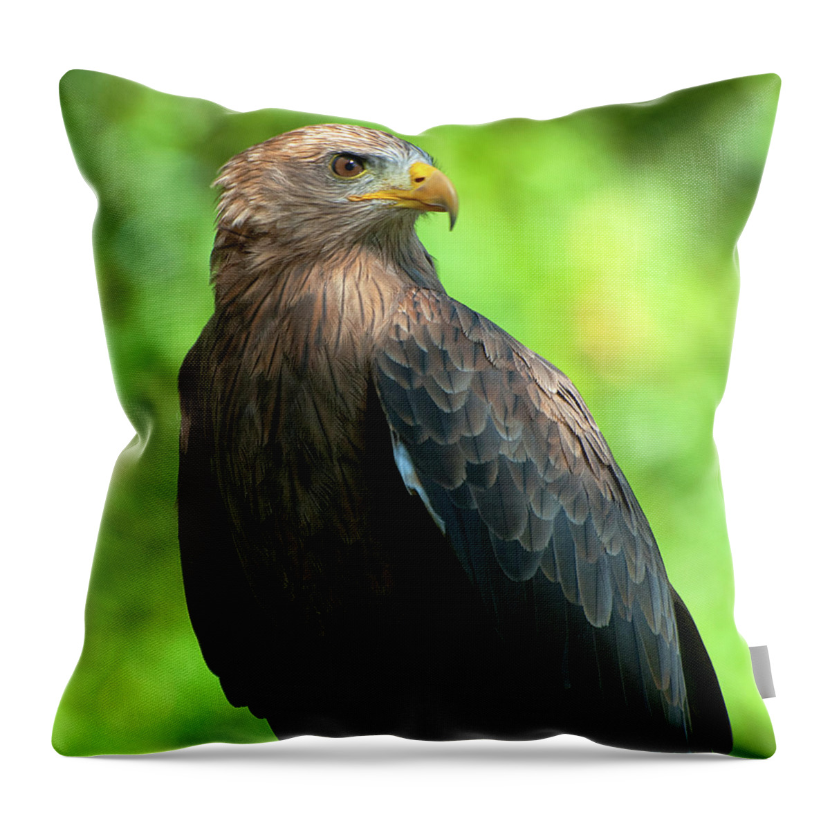  Throw Pillow featuring the photograph Yellow-Billed Kite #1 by Pat Exum