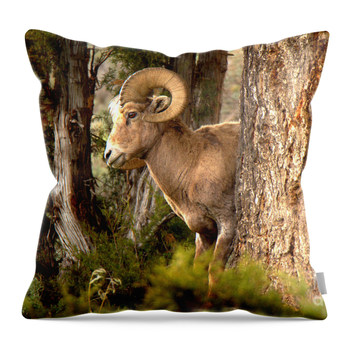 Bighorn Throw Pillow featuring the photograph Yellowstone Bighorn In The Trees #1 by Adam Jewell