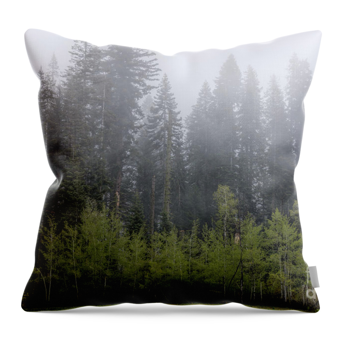 Sequoia National Park Throw Pillow featuring the photograph Young and Old #1 by Peggy Hughes