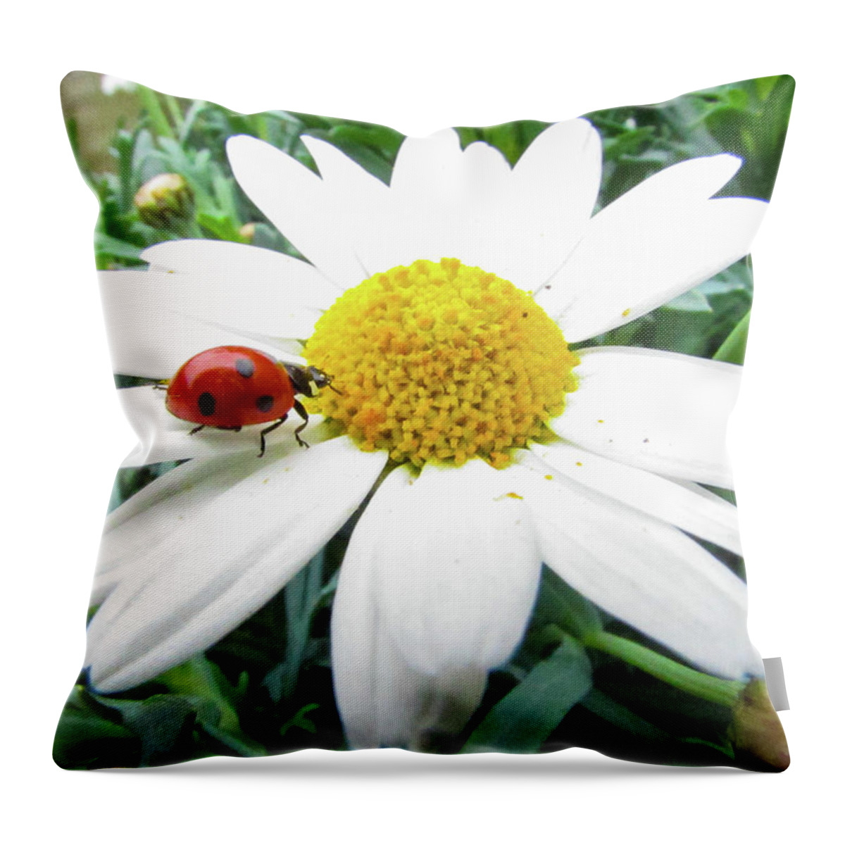 Daisy Flower Throw Pillow featuring the photograph Ladybug #10 by Cesar Vieira