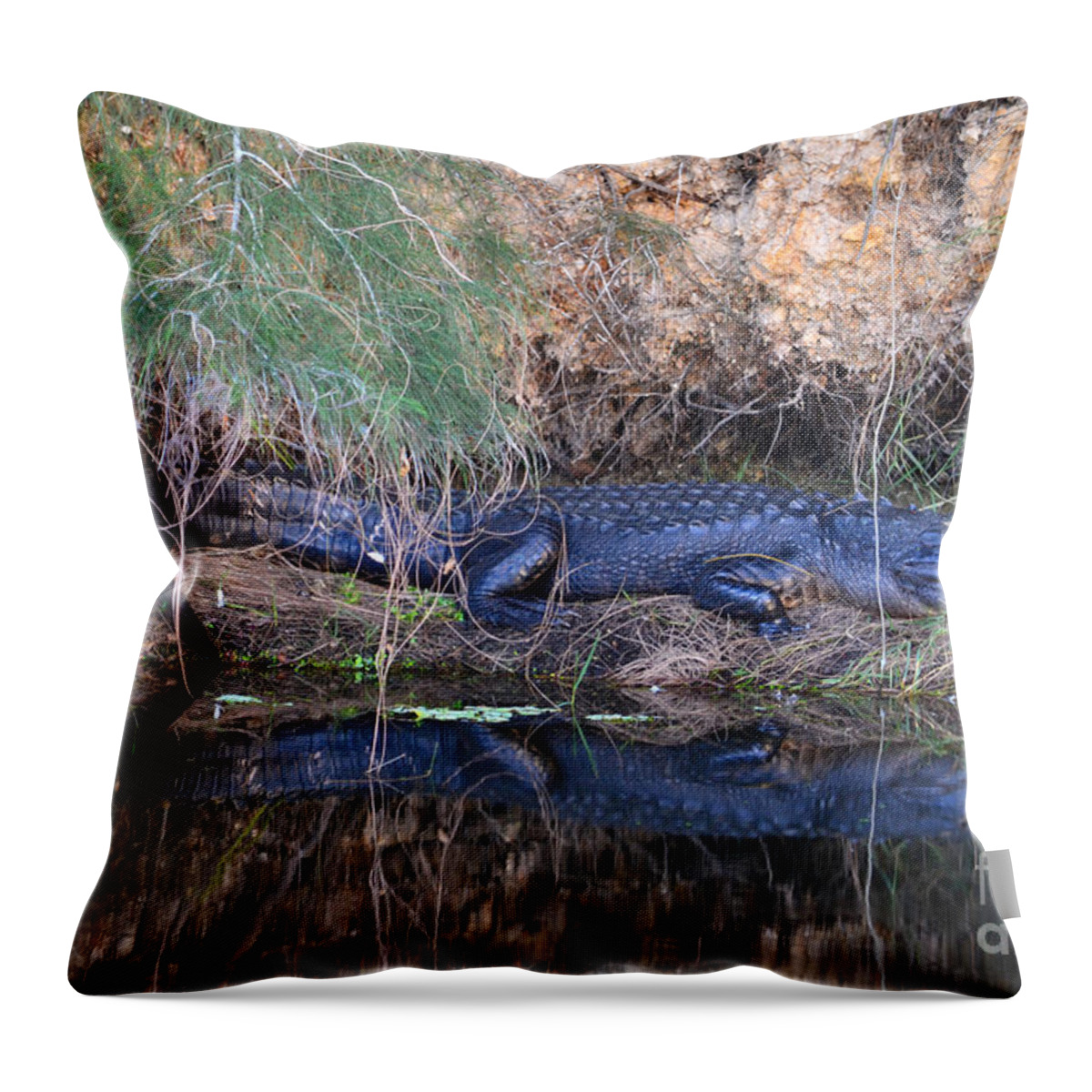 Florida Alligator Throw Pillow featuring the photograph 11- Florida Alligator by Joseph Keane