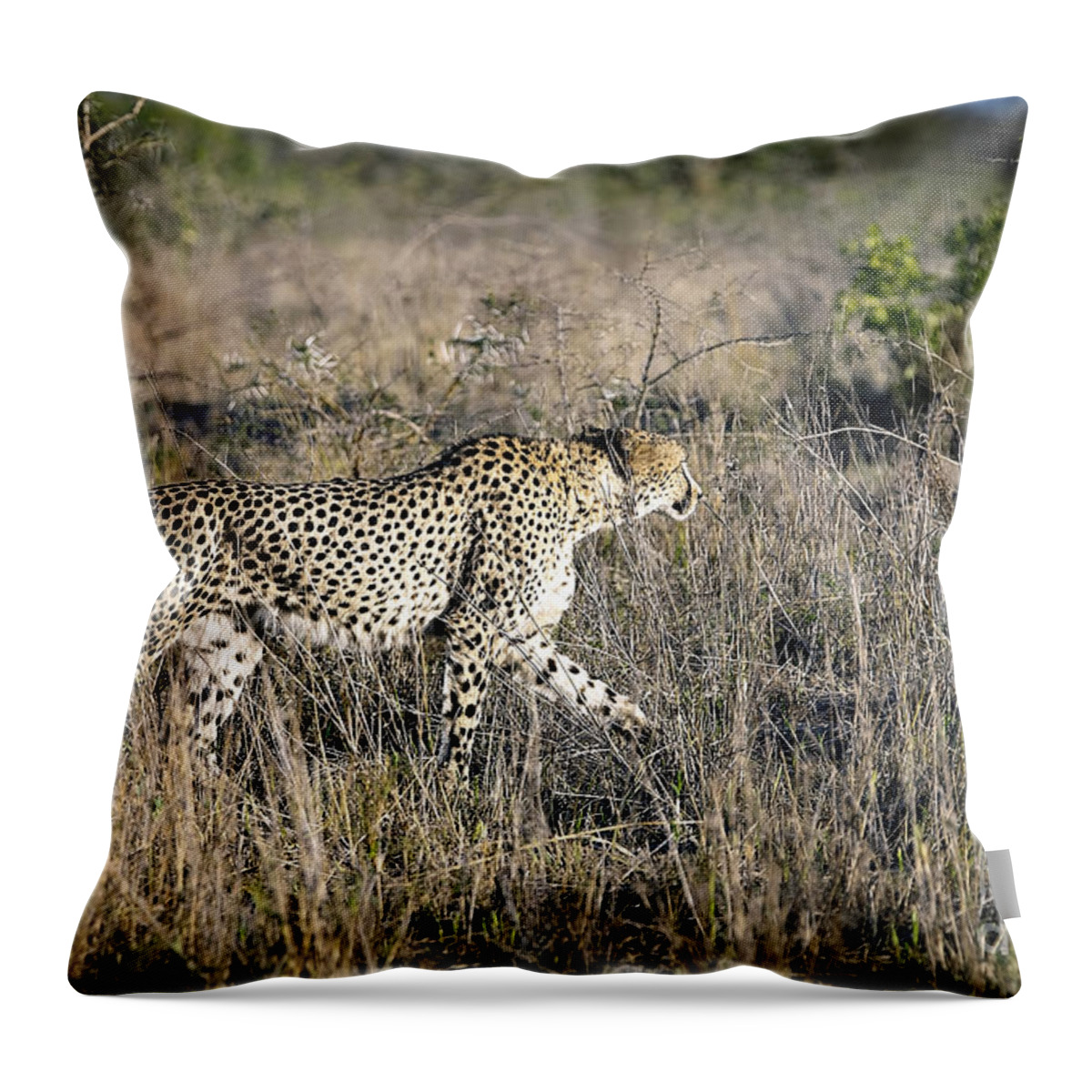 South Throw Pillow featuring the photograph 1100 Cheetah by Steve Sturgill