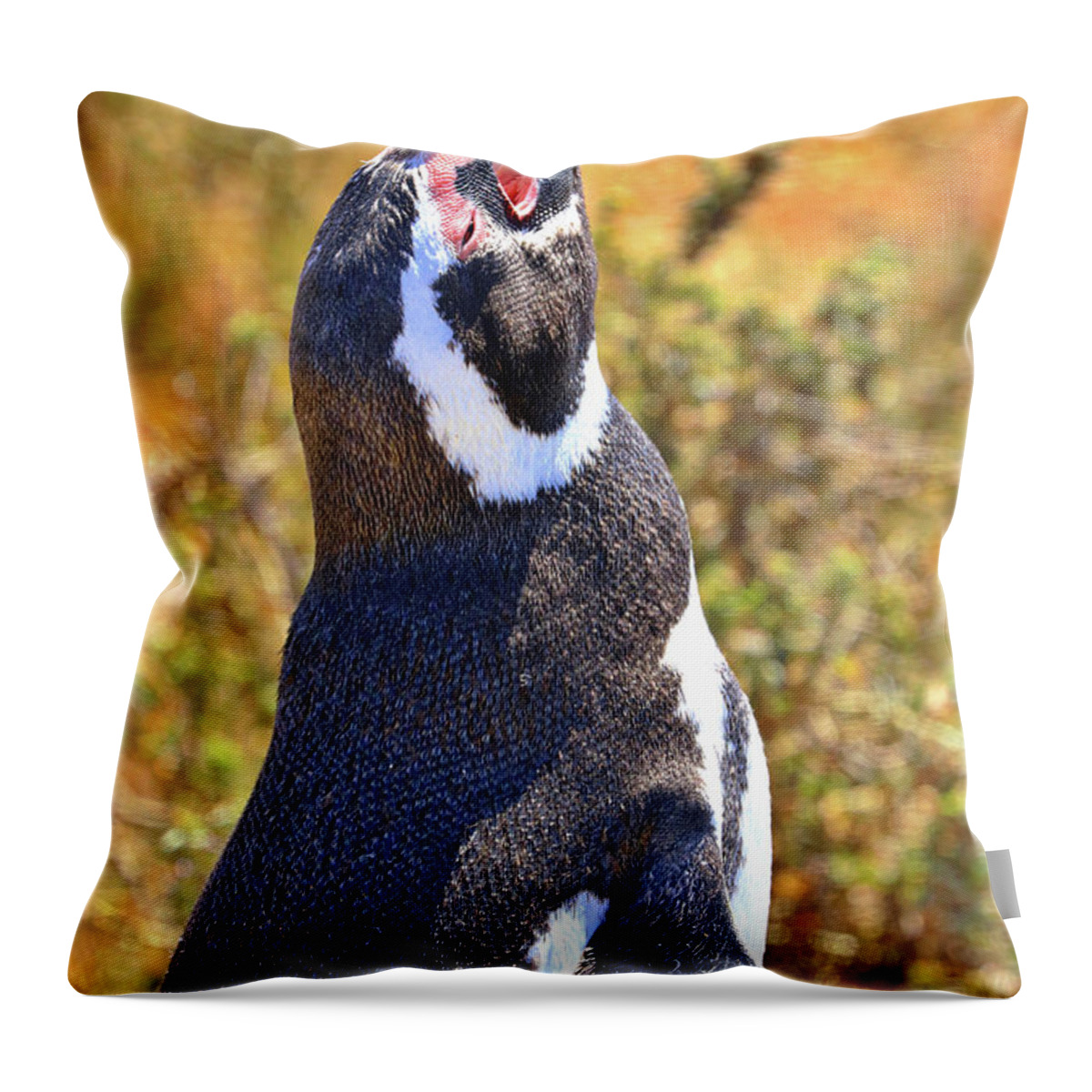 Penguins Tombo Reserve Puerto Madryn Argentina Throw Pillow featuring the photograph Penguins Tombo Reserve Puerto Madryn Argentina #12 by Paul James Bannerman