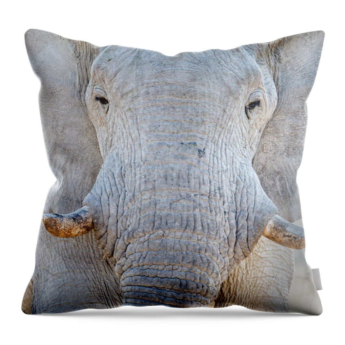 Photography Throw Pillow featuring the photograph African Elephant Loxodonta Africana #13 by Panoramic Images