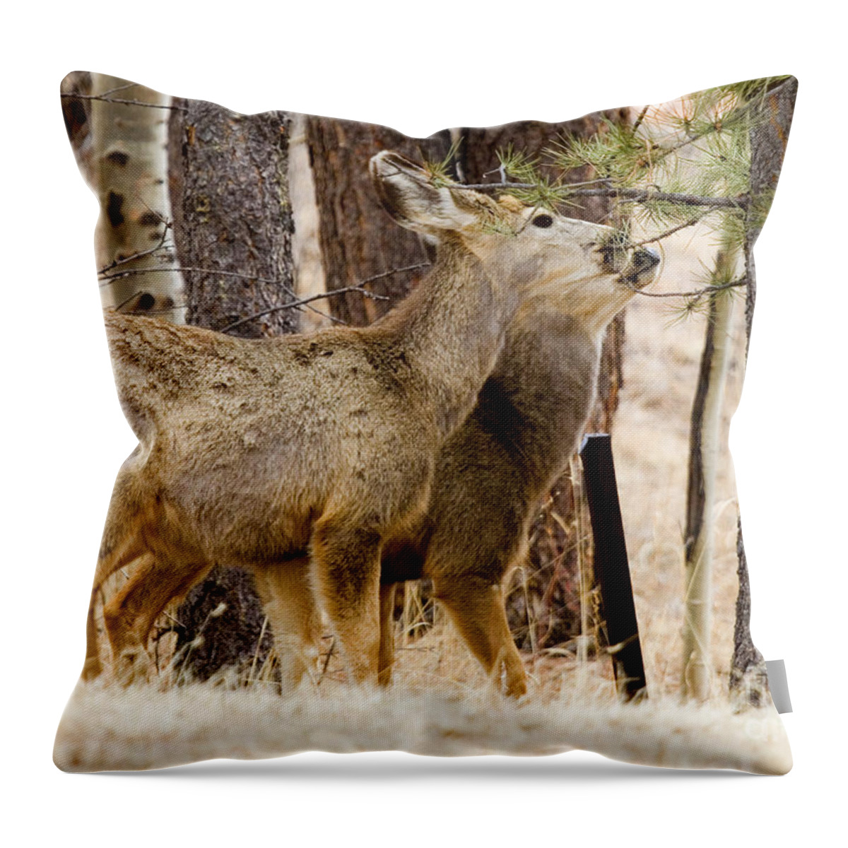 Animals Throw Pillow featuring the photograph Mule Deer in the Pike National Forest of Colorado #15 by Steven Krull