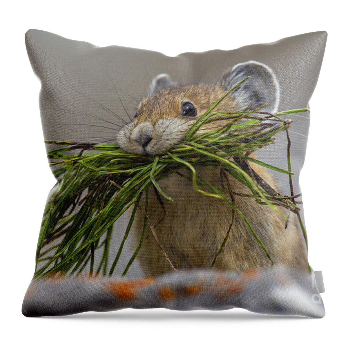 American Pika Throw Pillow featuring the photograph Pika with a mouthful by Arterra Picture Library