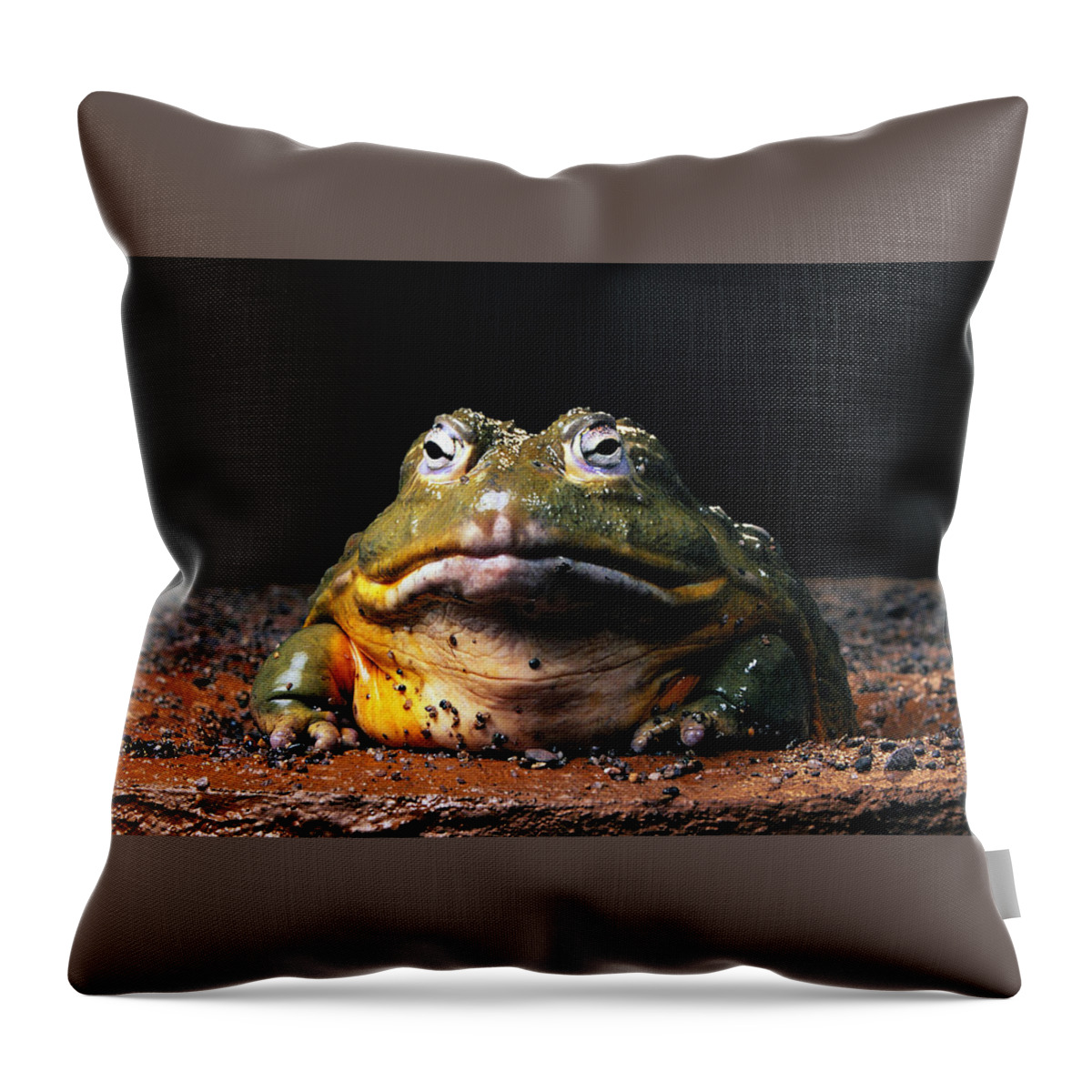 Frog Throw Pillow featuring the photograph Frog #16 by Mariel Mcmeeking