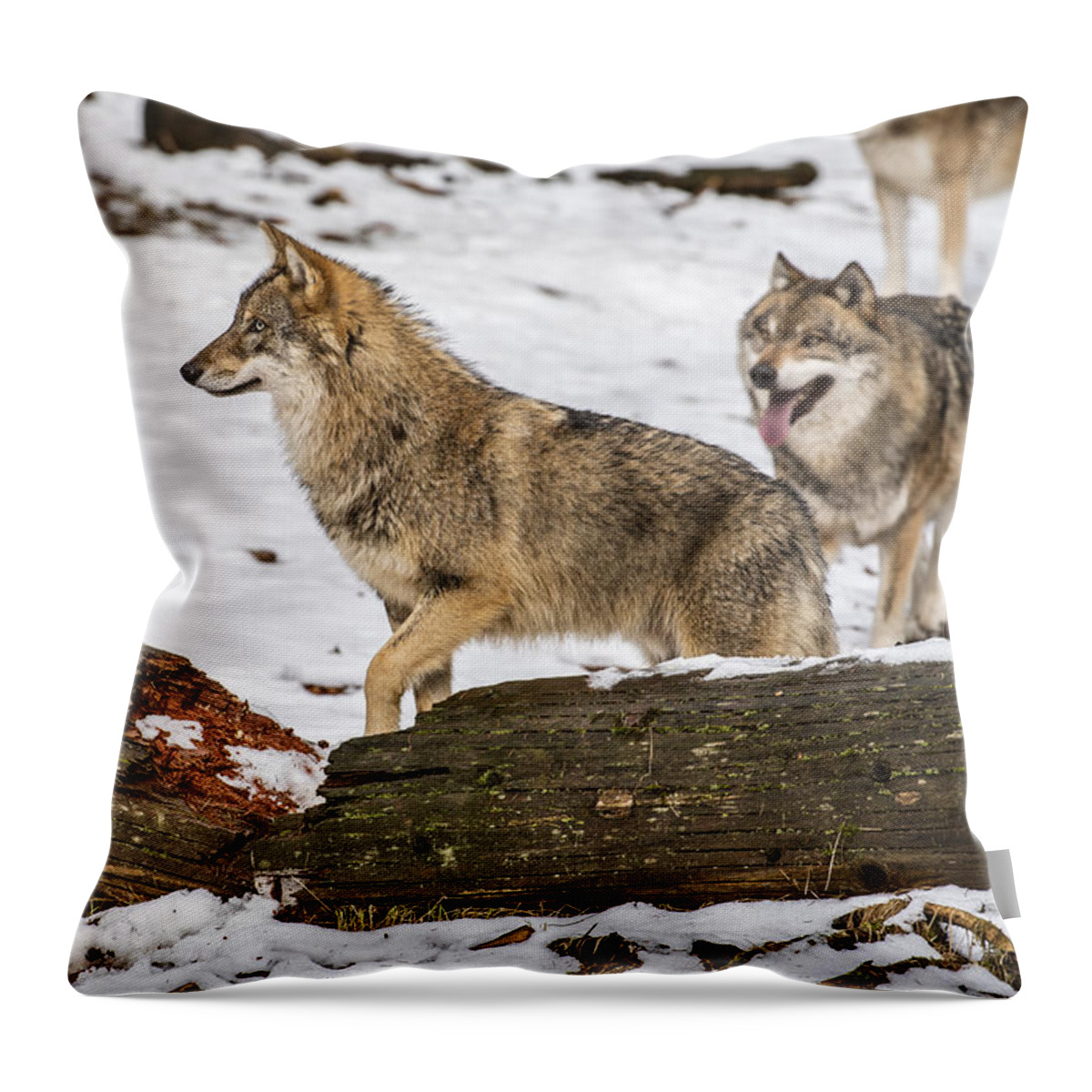 Gray Wolf Throw Pillow featuring the photograph Hunting wolf pack by Arterra Picture Library