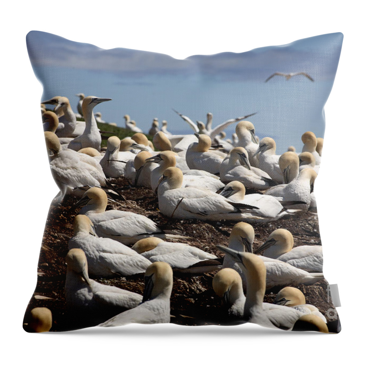 Northern Gannet Throw Pillow featuring the photograph Gannet Colony #17 by Ted Kinsman