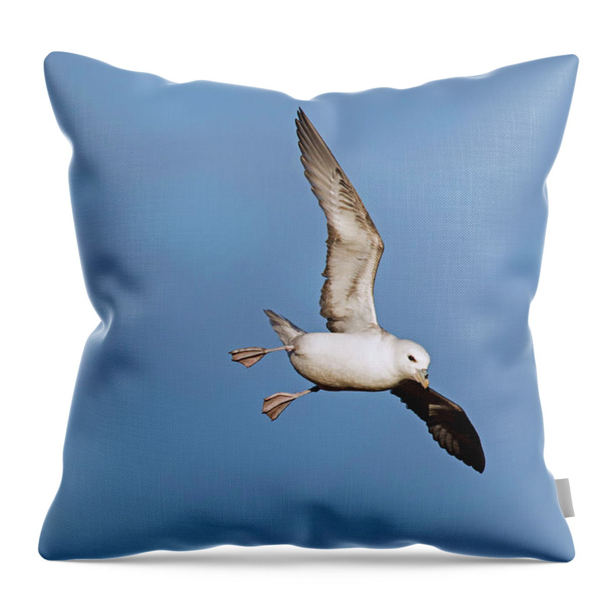 Northern Fulmar Throw Pillow featuring the photograph 170417p035 by Arterra Picture Library